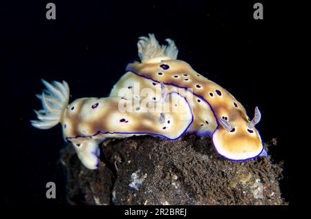 Coppia di nudibranchi di Tryon, Hypselodoris tryoni, Wreck Dropoff Dive Site, Tulamben, Karangasem Regency, Bali, Indonesia Foto Stock