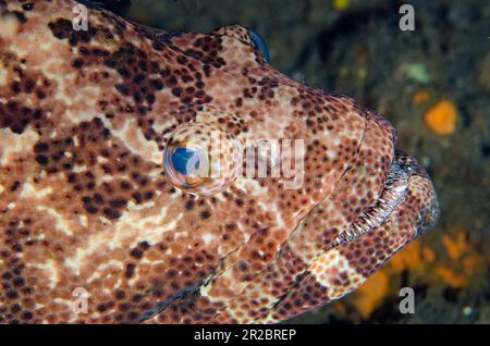 Grouper marmorizzato di marrone, Epinephelus fuscoguttatus, mostrando denti, Liberty Wreck Dive Site, Tulamben, Karangasem Regency, Bali, Indonesia Foto Stock