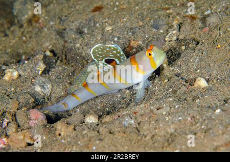 Randall's Shrimpgoby, Amblyeleotris randalli, con pinne da buco estese, Liberty Wreck Dive Site, Tulamben, Karangasem Regency, Bali, Indonesia Foto Stock