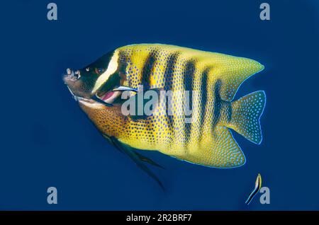 Angelfish a sei bande, Pomacanthus sexstriatus, essendo pulito da coppia di Bluestreak Cleaner Wrasse, Labroides dimidiatus, Liberty Wreck Dive Site, Tula Foto Stock