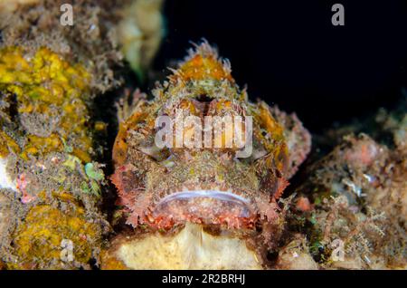 Scorfani, Scorpaenopsis oxicephala, sito di immersione Seraya, Tulamben, Karangasem Regency, Bali, Indonesia Foto Stock