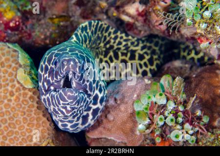 Blackspotted Moray, Gymnothorax favagineus, Wreck Slope dive site, Tulamben, Karangasem Regency, Bali, Indonesia Foto Stock