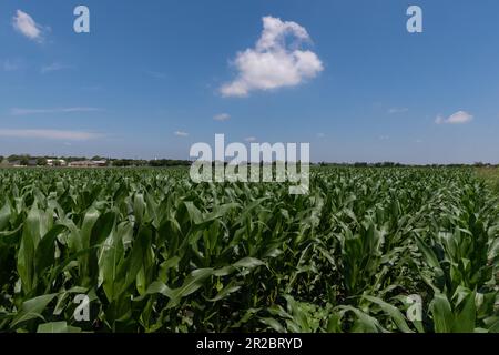 Gambi verdi di mais ricoperti da grandi foglie cerose che crescono in un campo rurale in una giornata primaverile soleggiata in Texas. Foto Stock