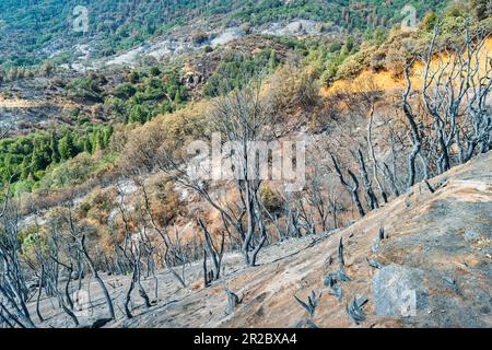 Collina dopo un incendio nella foresta vicino al Kings Canyon National Park, California, USA Foto Stock