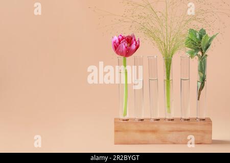 Provette con diverse piante in legno su fondo beige. Spazio per il testo Foto Stock