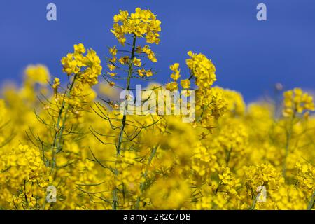 PRODUZIONE - 17 maggio 2023, Meclemburgo-Pomerania occidentale, Malchow/Poel: Le piante di colza sono in fiore nei campi sperimentali di Norddeutsche Pflanzenzucht (NPZ) Lembke KG sull'isola di Poel. Le pellicole sono utilizzate per proteggere alcune piante da incroci indesiderati di varietà di colza nei campi vicini. La società con sede a Malchow è uno dei più importanti allevatori di colza in Germania e, secondo le proprie informazioni, commercializza più di 150 varietà in più di 30 paesi. Foto: Jens Büttner/dpa Foto Stock