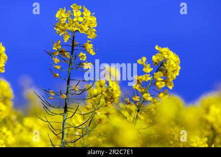 PRODUZIONE - 17 maggio 2023, Meclemburgo-Pomerania occidentale, Malchow/Poel: Le piante di colza sono in fiore nei campi sperimentali di Norddeutsche Pflanzenzucht (NPZ) Lembke KG sull'isola di Poel. Le pellicole sono utilizzate per proteggere alcune piante da incroci indesiderati di varietà di colza nei campi vicini. La società con sede a Malchow è uno dei più importanti allevatori di colza in Germania e, secondo le proprie informazioni, commercializza più di 150 varietà in più di 30 paesi. Foto: Jens Büttner/dpa Foto Stock