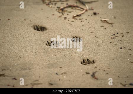 impronte di cani sulla spiaggia Foto Stock