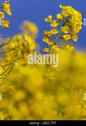 PRODUZIONE - 17 maggio 2023, Meclemburgo-Pomerania occidentale, Malchow/Poel: Le piante di colza sono in fiore nei campi sperimentali di Norddeutsche Pflanzenzucht (NPZ) Lembke KG sull'isola di Poel. Le pellicole sono utilizzate per proteggere alcune piante da incroci indesiderati di varietà di colza nei campi vicini. La società con sede a Malchow è uno dei più importanti allevatori di colza in Germania e, secondo le proprie informazioni, commercializza più di 150 varietà in più di 30 paesi. Foto: Jens Büttner/dpa Foto Stock