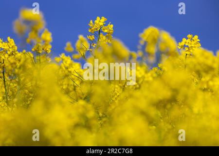 PRODUZIONE - 17 maggio 2023, Meclemburgo-Pomerania occidentale, Malchow/Poel: Le piante di colza sono in fiore nei campi sperimentali di Norddeutsche Pflanzenzucht (NPZ) Lembke KG sull'isola di Poel. Le pellicole sono utilizzate per proteggere alcune piante da incroci indesiderati di varietà di colza nei campi vicini. La società con sede a Malchow è uno dei più importanti allevatori di colza in Germania e, secondo le proprie informazioni, commercializza più di 150 varietà in più di 30 paesi. Foto: Jens Büttner/dpa Foto Stock