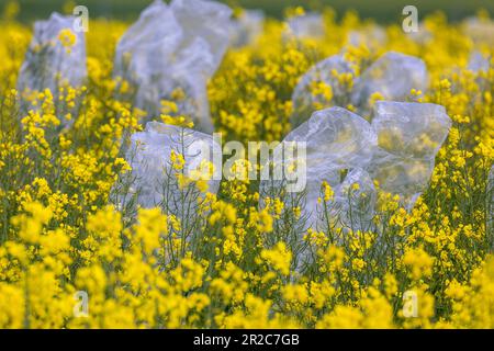 PRODUZIONE - 17 maggio 2023, Meclemburgo-Pomerania occidentale, Malchow/Poel: Sacchetti di alluminio proteggono le piante di canola fiorite dall'impollinazione incrociata sulle piante di canola fiorite nei campi sperimentali di Norddeutsche Pflanzenzucht (NPZ) Lembke KG sull'isola di Poel. I film sono destinati a limitare l'impollinazione incrociata indesiderata di varietà di canola nei campi vicini. La società con sede a Malchow è uno dei più importanti allevatori di colza in Germania e, secondo le proprie informazioni, commercializza più di 150 varietà in più di 30 paesi. Foto: Jens Büttner/dpa Foto Stock