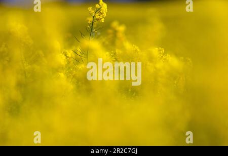 PRODUZIONE - 17 maggio 2023, Meclemburgo-Pomerania occidentale, Malchow/Poel: Le piante di colza sono in fiore nei campi sperimentali di Norddeutsche Pflanzenzucht (NPZ) Lembke KG sull'isola di Poel. Le pellicole sono utilizzate per proteggere alcune piante da incroci indesiderati di varietà di colza nei campi vicini. La società con sede a Malchow è uno dei più importanti allevatori di colza in Germania e, secondo le proprie informazioni, commercializza più di 150 varietà in più di 30 paesi. Foto: Jens Büttner/dpa Foto Stock