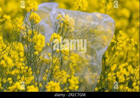 PRODUZIONE - 17 maggio 2023, Meclemburgo-Pomerania occidentale, Malchow/Poel: Sacchetti di alluminio proteggono le piante di canola fiorite dall'impollinazione incrociata sulle piante di canola fiorite nei campi sperimentali di Norddeutsche Pflanzenzucht (NPZ) Lembke KG sull'isola di Poel. I film sono destinati a limitare l'impollinazione incrociata indesiderata di varietà di canola nei campi vicini. La società con sede a Malchow è uno dei più importanti allevatori di colza in Germania e, secondo le proprie informazioni, commercializza più di 150 varietà in più di 30 paesi. Foto: Jens Büttner/dpa Foto Stock