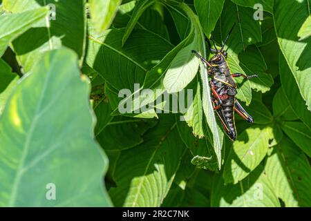 Il lubber grasshopper del sud-est (Romalea microptera) mangia le foglie lungo il sano West Orange Boardwalk Trail presso la riserva naturale di Oakland in Florida. Foto Stock