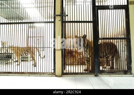 Le tigri di Sumatran (a sinistra) e una tigre del Bengala (a destra) presso la struttura veterinaria gestita dallo zoo di Bali a Singapore, Sukawati, Gianyar, Bali, Indonesia. Foto Stock