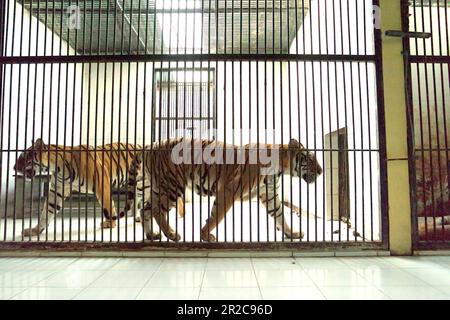 Tigri di Sumatran (Panthera tigris sondaica) presso la struttura veterinaria gestita dallo Zoo di Bali a Singapore, Sukawati, Gianyar, Bali, Indonesia. Foto Stock