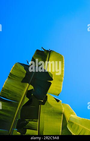 Naturale verde banana foglie di palma contro cielo blu sfondo astratto. Foto Stock