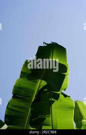 Naturale tropicale botanica verde foglie di banana sullo sfondo blu cielo astratto. Foto Stock