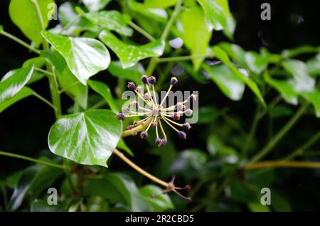 Isole Canarie Ivy, primo piano macro immagine di germogli e foglie, primavera. Hedera canariensis Foto Stock