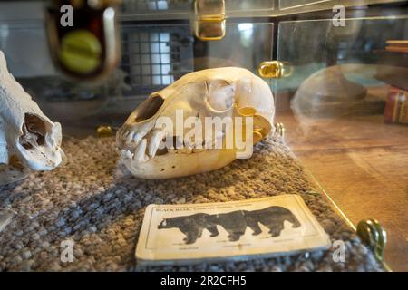 Piccolo cranio nero in mostra presso la Kannally Ranch House, Oracle, Arizona, USA, risalente al 1920s Foto Stock