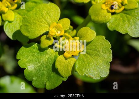 Fioritura Golden Saxifrage Chrysosplenium alternifolium con bordi morbidi. Messa a fuoco selettiva. Ha proprietà curative. Fiori di primavera gialli. Foto Stock