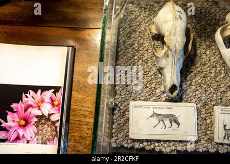 Cranio Coyote in mostra all'era 1920s Kannally Ranch House, Oracle, Arizona, USA Foto Stock