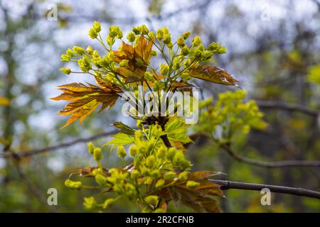 L'acero Acer platanoides fiorisce prima della fioritura delle foglie. Giallo, fragrante fiori d'acero, sfocato, sfondo naturale. Foto Stock