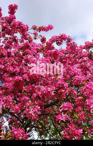 Fiori rosa-rossi di mela granchio in una giornata di sole primaverile Foto Stock