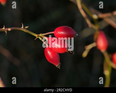 Primo piano di tre bacche rosse di rosa brillante su sfondo scuro in autunno, Inghilterra, Regno Unito Foto Stock