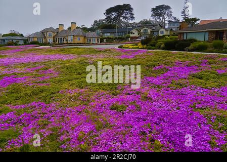 Fiore rosa di piante di ghiaccio striscianti di fronte ad una strada residenziale. Foto Stock
