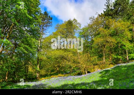 Bluebells, Hardcastle Crags, Hebden Bridge Foto Stock