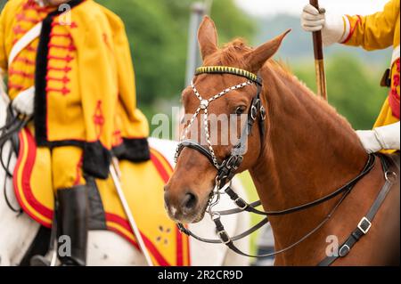 Weingarten, Germania. 19th maggio, 2023. Durante la processione equestre si sente un cavallo. Il Blood Ride è la più grande processione equestre d'Europa in onore del Sacro sangue di Cristo. Credit: Silas Stein/dpa/Alamy Live News Foto Stock