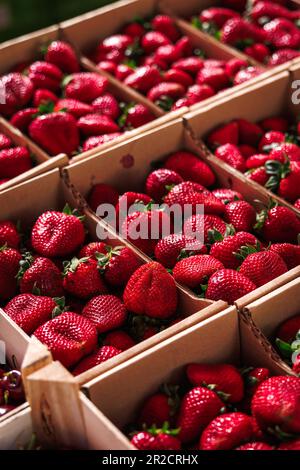 Frutta fresca di fragola. Fragole mature raccolte per la vendita al mercato agricolo Foto Stock