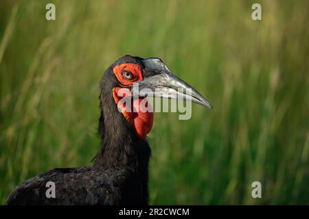 Ritratto del becco di manzo del sud da Masai Mara, Kenya Foto Stock