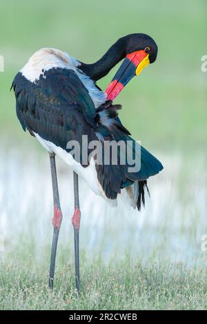 Avvistamento di cicogne a sella presso il Parco Nazionale di Amboseli, Kenya Foto Stock