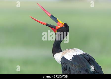 Una cicogna maschile a sella apre il suo becco mentre si cura il corpo al Parco Nazionale di Amboseli, Kenya Foto Stock