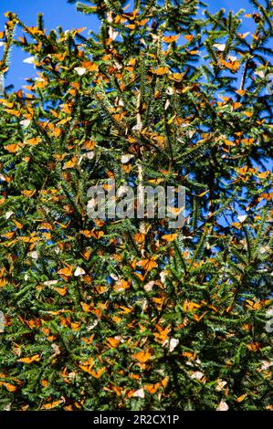 Farfalle Monarch (Danaus plexippus) sono seduti su rami nella foresta nel parco El Rosario, riserva della Biosfera Monarca. Angangueo, Stato Foto Stock