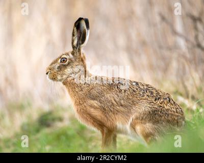 La lepre europea (Lepus europaeus), nota anche come lepre marrone Foto Stock