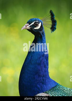 Primo piano della testa di pavone maschio Foto Stock