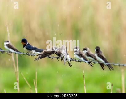 Sabbia Martin; Riparia Riparia e Barn Swallow, Hirundo rustica sulla riserva naturale a Cley accanto al mare, Norfolk, Regno Unito. Foto Stock