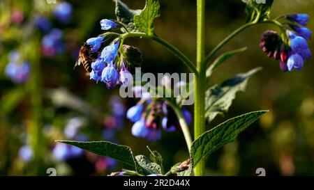 Foto un officinalis comfrey nei raggi del sole di mattina con un'ape che raccoglie il miele. Odessa Ucraina. Foto Stock