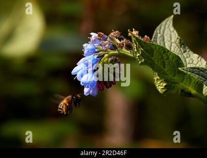 Primo piano foto un officinalis comfrey nei raggi del sole di mattina con un'ape che raccoglie il miele. Foto Stock