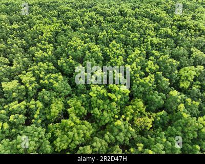 Vista aerea dall'alto della foresta verde. Vista dei droni di alberi verdi densi nella cattura foresta CO2. Verde alberi sfondo per la neutralità del carbonio e zero netto Foto Stock