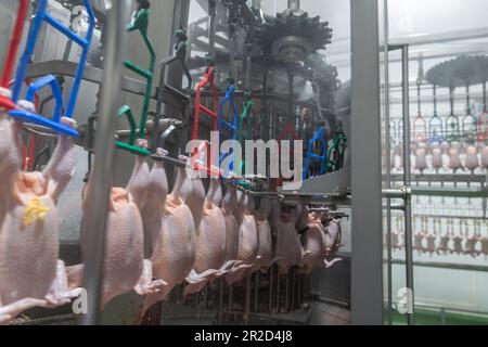 Pollo appeso per automatizzare il taglio di frattaglie in linea di processo. Foto Stock