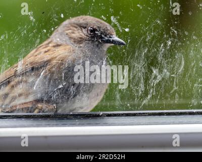 A Dunnock, Prunella modularis, attaccando la sua riflessione in una finestra ad Ambleside, Lake District, Regno Unito. Foto Stock