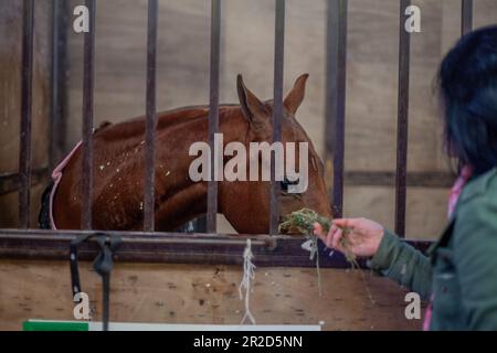 Argentina CABA Cavallo in Corral mangiare erba medica Foto Stock