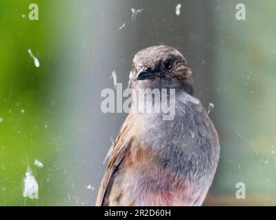 A Dunnock, Prunella modularis, attaccando la sua riflessione in una finestra ad Ambleside, Lake District, Regno Unito. Foto Stock