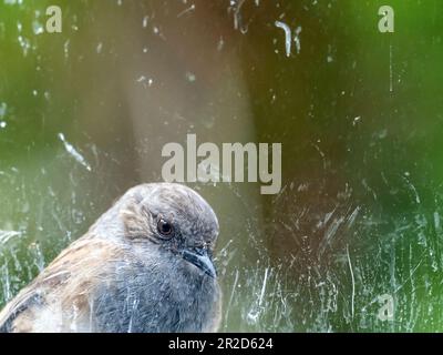 A Dunnock, Prunella modularis, attaccando la sua riflessione in una finestra ad Ambleside, Lake District, Regno Unito. Foto Stock