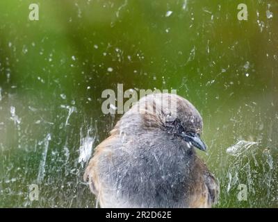 A Dunnock, Prunella modularis, attaccando la sua riflessione in una finestra ad Ambleside, Lake District, Regno Unito. Foto Stock