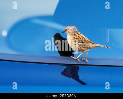 A Dunnock; Prunella modularis; guardando il suo riflesso in un finestrino di auto in Ambleside, Lake District, Regno Unito. Foto Stock